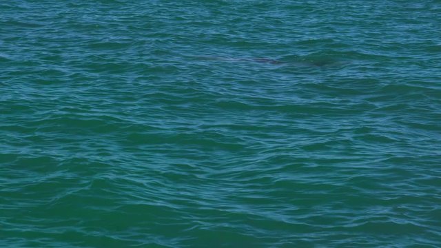 A long shot of a bottlenose dolphin swimming in the ocean as the dolphin shows its dorsal fin.