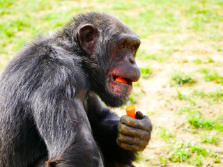 Chimpanzé