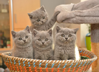 Fototapeta na wymiar Four cute British blue kittens are sitting in a basket. Look at the camera.