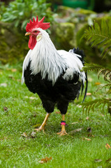 Schwarzweißer Italiener Hahn steht in einer Wiese