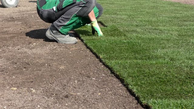 Rollrasen wird verlegt (Laying rolled turf)
