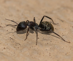 Ant