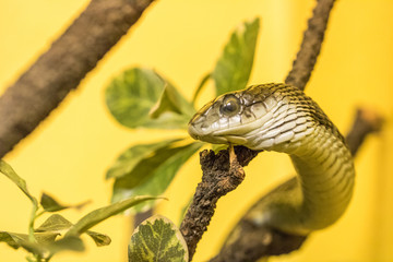 Boomslang