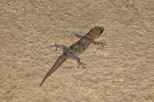 Common Tropical House Gecko