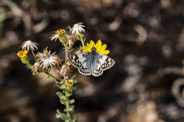 Northern White Skipper Butterfly (Heliopetes ericetorum)