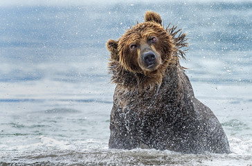 Fototapeta premium The shaking of the bear - Kamchatka, Russia.