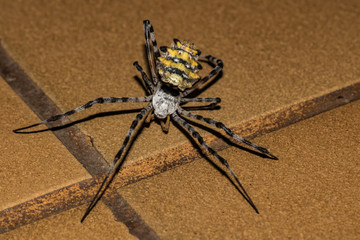 Black-and-Yellow Garden Spider