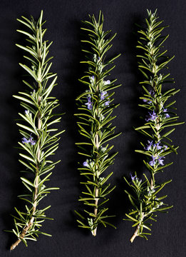 Twigs of rosemary with blossoms