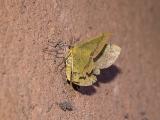 Looper Moth