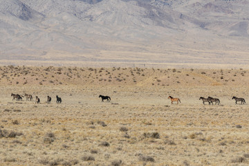 Herd of Wild Horses in the Utah Desert
