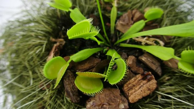 Close up of a Venus Flytrap catching a fly