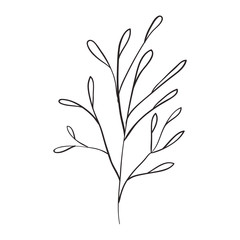 plant branch with leaves