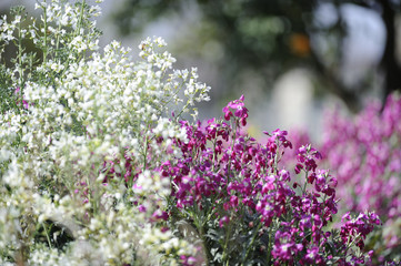 giardino in fiore
