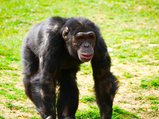 chimpanzé