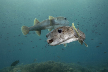 Porcupine pufferfish (Diodon hystrix). Picture was taken in the Ceram sea, Raja Ampat, West Papua, Indonesia © Oksana