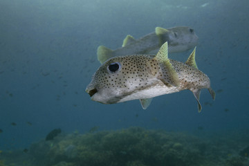 Porcupine pufferfish (Diodon hystrix). Picture was taken in the Ceram sea, Raja Ampat, West Papua,...