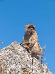 Gibraltar Macaque  