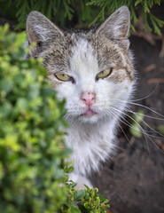 cat in a garden looking straight in the camera