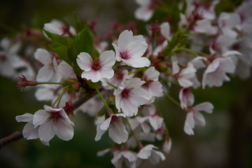 Kirschblüte