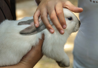 Acariciando un conejo