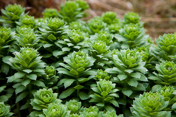 Fresh Green Plant on Iceland repeating patterns