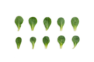 top view of iceberg lettuce on white background in two rows, arranged artistically