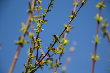 Bee on willow branch on april