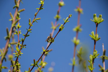 Bee on willow branch on april