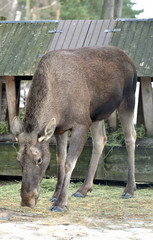 Elk, Alces alces, largest extant species in deer family in spring