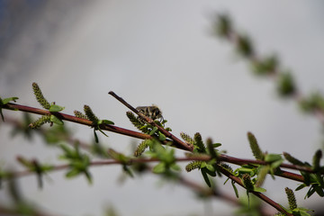 Bee on willow branch on april