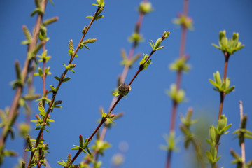 Bee on willow branch on april