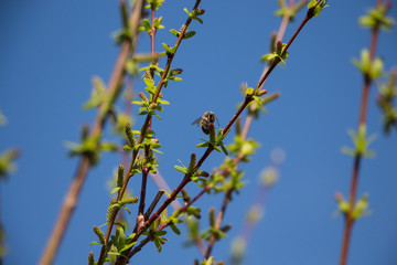 Bee on willow branch on april