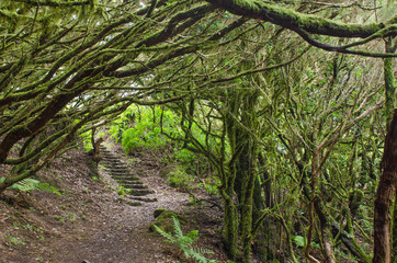 The amazing rain-forest in La Gomera