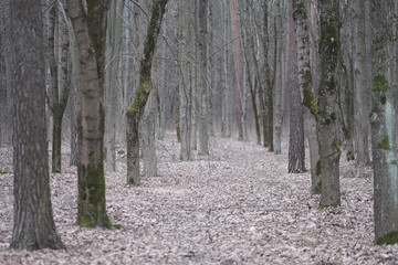 Obraz premium Alley between old cracked trees in the forest in early spring