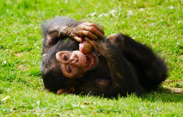 Chimpanzé