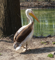 Pelican standing on the shore of the lake