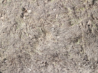 dry spring grass