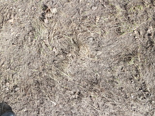 dry spring grass
