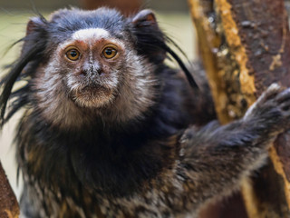 Black-tufted marmoset, Callithrix penicillata, has big hairbrushes on his head