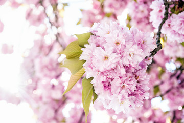 Flowering sakura trees, closeup springtime scene
