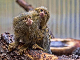 Pygmy marmoset, Callithrix pygmaea niveiventris, female with baby