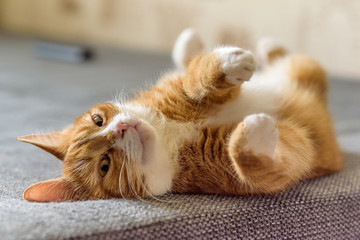 red cat lying on the couch with raised paws