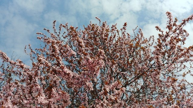Spring pink tree and background of blue cloudy sky