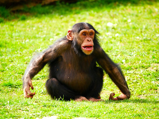 Chimpanzé