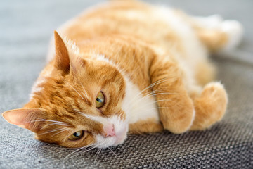 red cat lying on the couch