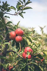 Apple garden full of riped red fruits