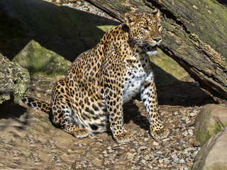 Sri Lanka Leopard, Panthera pardus kotiya, is threatened with extinction