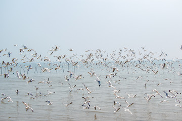 Flock of seagulls flying at the sea.