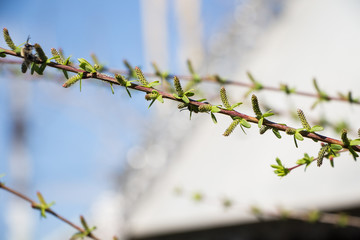 green willow branch on april 