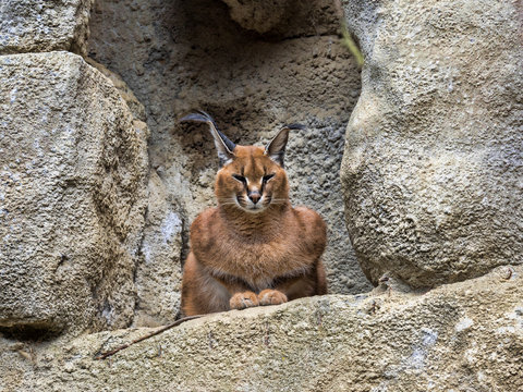 Caracal, Caracal Caracal, resting in a rocky outcrop